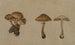 Mushroom Painting - Georg Wilhelm Baurenfeind — artwork view
