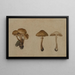 Mushroom Painting - Georg Wilhelm Baurenfeind — framed artwork on a wall