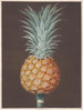 The brown pine of Havana - George Brookshaw — artwork view