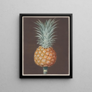 George Brookshaw - The Brown Havannah Pine.webp