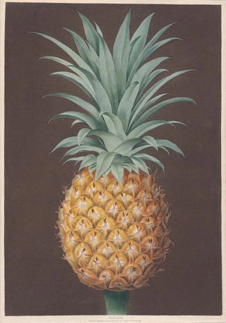 George Brookshaw - The Smooth Leaved Green Antigua Pine.webp