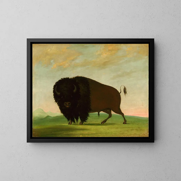 Bison pastando en la pradera - George Catlin — cuadro enmarcado en la pared