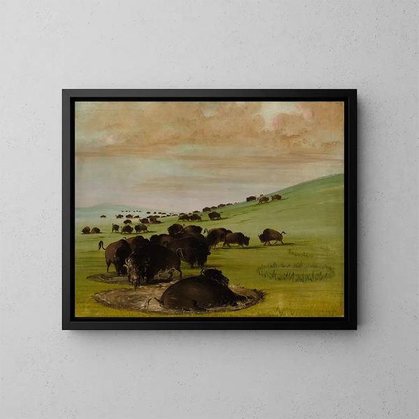 Bisontes en un charco de agua - George Catlin — cuadro enmarcado en la pared