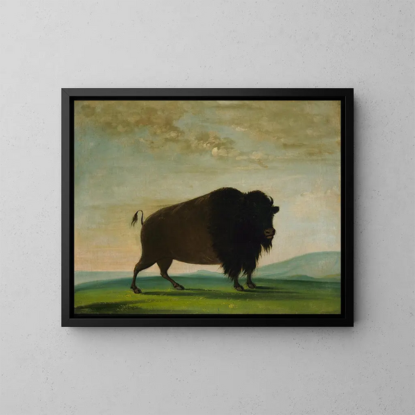 Vaca búfalo pastando en la pradera - George Catlin — cuadro enmarcado en la pared