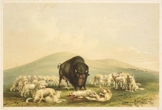 George Catlin - Buffalo Hunt White Wolves Attacking Buffalo Bull.webp