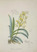 Mon jardin à Ceylan Pl012 - George De Alwis — artwork view