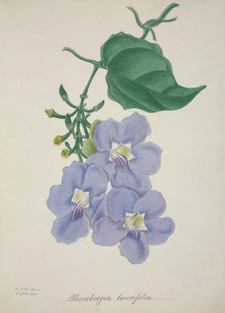 George De Alwis - Mon Jardin a Ceylan Pl014.webp