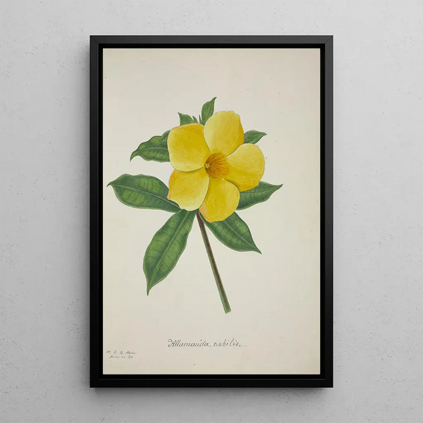 George De Alwis - Mon Jardin a Ceylan Pl015.webp