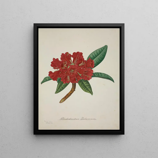 George De Alwis - Mon Jardin a Ceylan Pl043.webp
