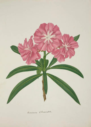 George De Alwis - Mon Jardin a Ceylan Pl057.webp