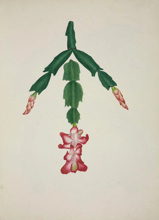 George De Alwis - Mon Jardin a Ceylan Pl059.webp