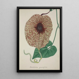 George De Alwis - Mon Jardin a Ceylan Pl073.webp