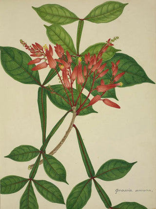 George De Alwis - Mon Jardin a Ceylan Pl076.webp