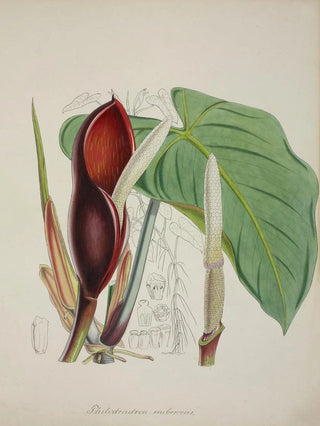 George De Alwis - Mon Jardin a Ceylan Pl082.webp