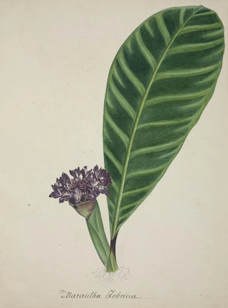 George De Alwis - Mon Jardin a Ceylan Pl084.webp