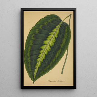 George De Alwis - Mon Jardin a Ceylan Pl088.webp