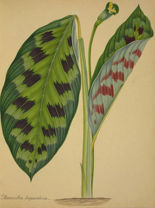 George De Alwis - Mon Jardin a Ceylan Pl092.webp