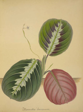 George De Alwis - Mon Jardin a Ceylan Pl094.webp