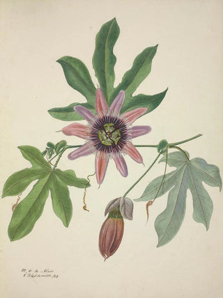 George De Alwis - Mon Jardin a Ceylan Pl097.webp