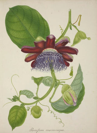 George De Alwis - Mon Jardin a Ceylan Pl099.webp