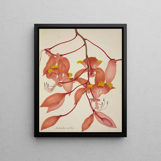 George De Alwis - Mon Jardin a Ceylan Pl108.webp