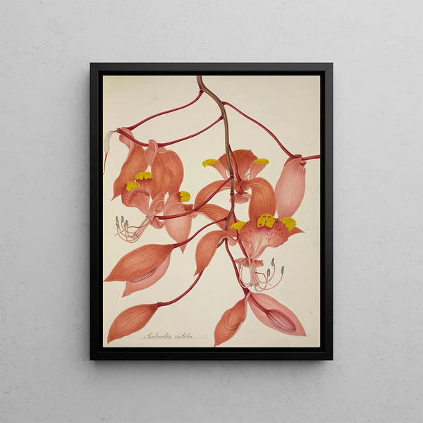George De Alwis - Mon Jardin a Ceylan Pl108.webp