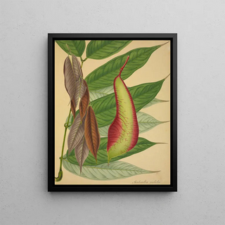 George De Alwis - Mon Jardin a Ceylan Pl109.webp