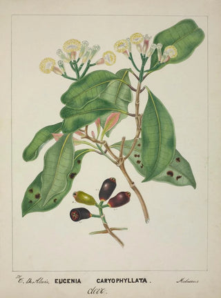 George De Alwis - Mon Jardin a Ceylan Pl119.webp