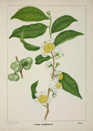 George De Alwis - Mon Jardin a Ceylan Pl121.webp