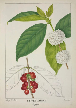 George De Alwis - Mon Jardin a Ceylan Pl122.webp