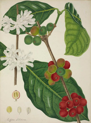 George De Alwis - Mon Jardin a Ceylan Pl123.webp