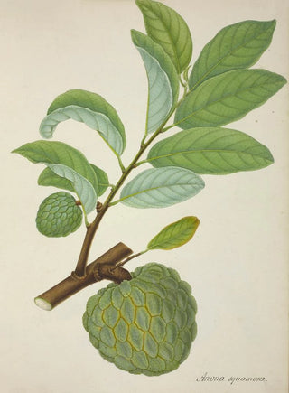 George De Alwis - Mon Jardin a Ceylan Pl131.webp