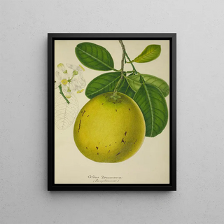 George De Alwis - Mon Jardin a Ceylan Pl134.webp
