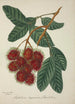 Mon Jardin à Ceylan Pl135 - George De Alwis — artwork view