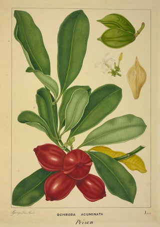 George De Alwis - Mon Jardin a Ceylan Pl143.webp