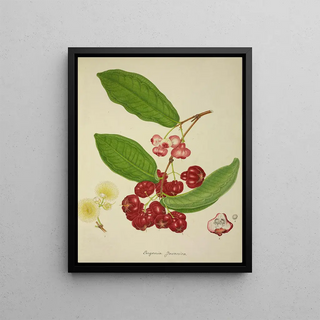 George De Alwis - Mon Jardin a Ceylan Pl148.webp