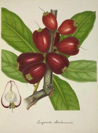George De Alwis - Mon Jardin a Ceylan Pl151.webp