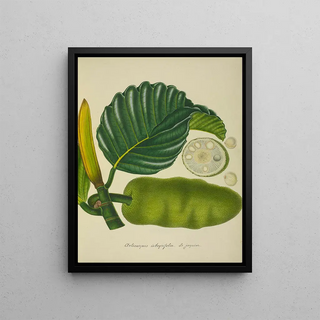George De Alwis - Mon Jardin a Ceylan Pl153.webp