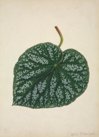 George De Alwis - Mon Jardin a Ceylan Pl161.webp