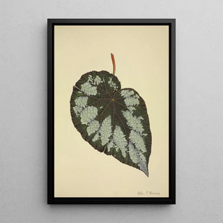 George De Alwis - Mon Jardin a Ceylan Pl176.webp