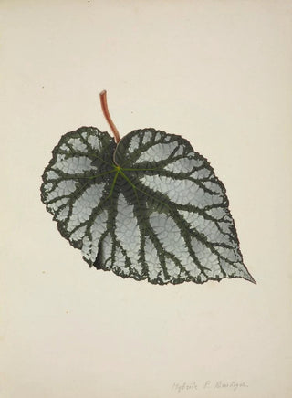 George De Alwis - Mon Jardin a Ceylan Pl194.webp