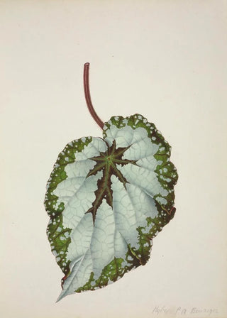 George De Alwis - Mon Jardin a Ceylan Pl207.webp