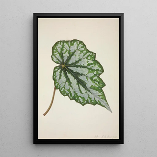 George De Alwis - Mon Jardin a Ceylan Pl217.webp