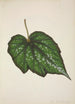 Mon Jardin à Ceylan Pl222 - George De Alwis — artwork view