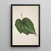 Mon Jardin à Ceylan Pl222 - George De Alwis — framed artwork on a wall