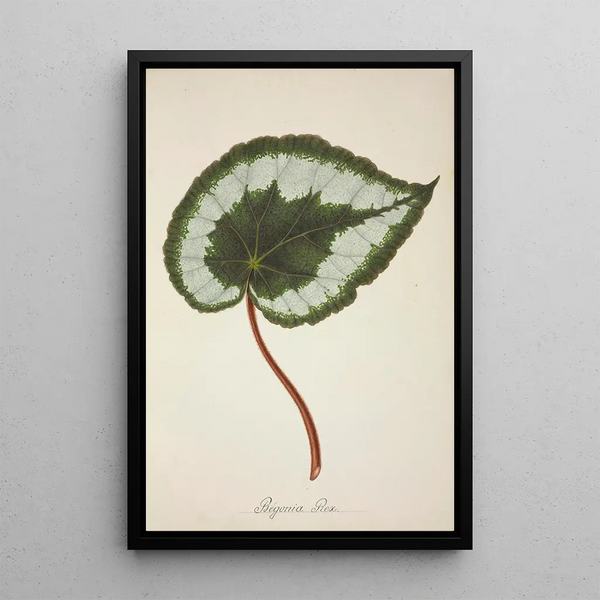 George De Alwis - Mon Jardin a Ceylan Pl223.webp