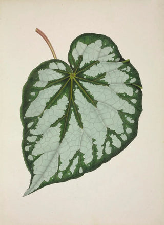 George De Alwis - Mon Jardin a Ceylan Pl228.webp