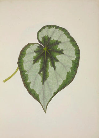 George De Alwis - Mon Jardin a Ceylan Pl231.webp