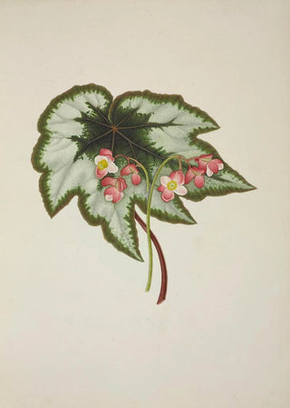 George De Alwis - Mon Jardin a Ceylan Pl235.webp