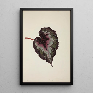 George De Alwis - Mon Jardin a Ceylan Pl236.webp